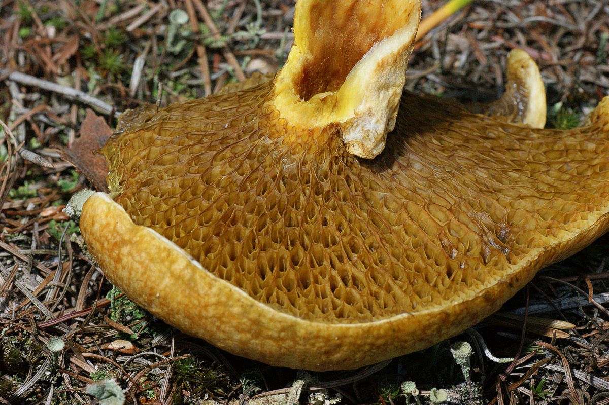 R%F8rhat,%20hulstokket%20makro-1%20Haunstrup%20JP-DSC00054.jpg