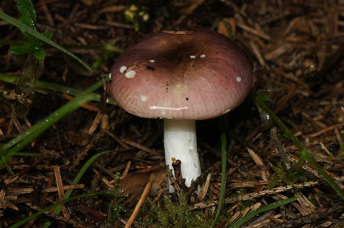 Skørhat, fyrre makro-1 HesselvigEnggårdVej JP-DSC03198