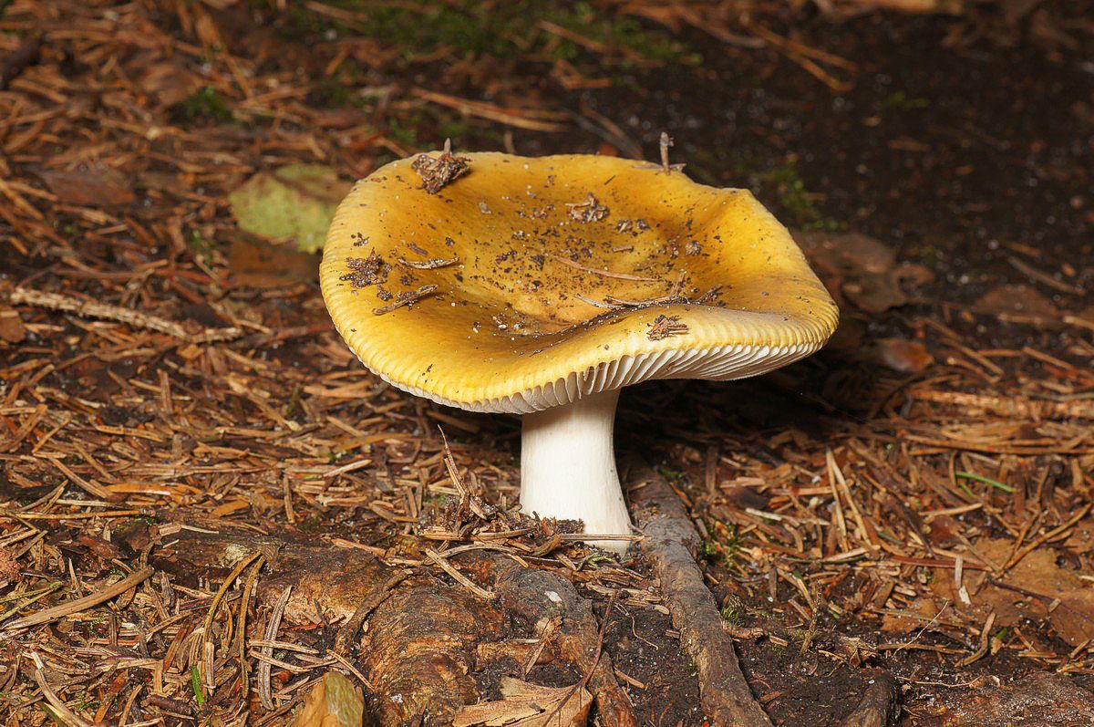 Sk�rhat, okkergul makro-4 Skarrildhus JP-DSC02341