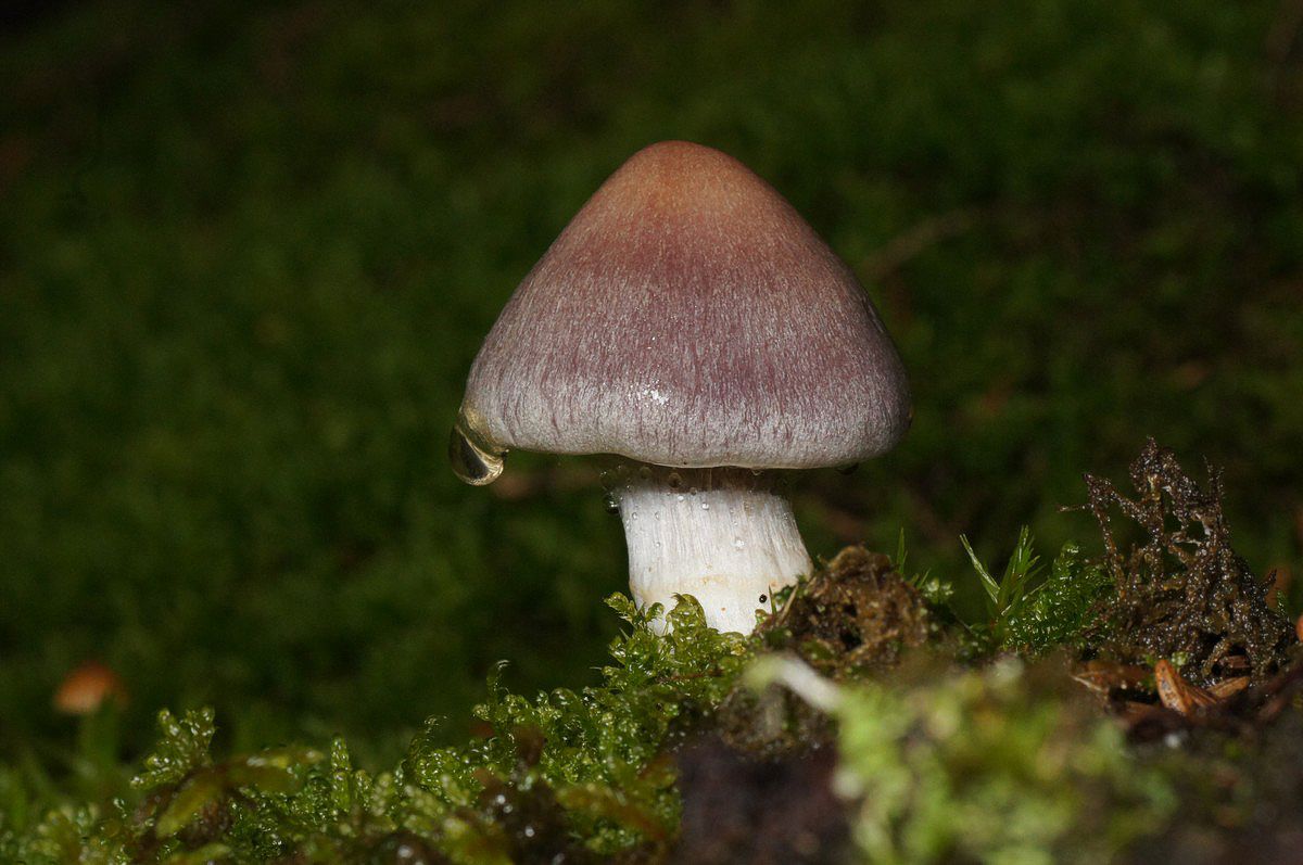 Sl�rhat, brunviolet makro-1 Birkeb�k JP-DSC01792