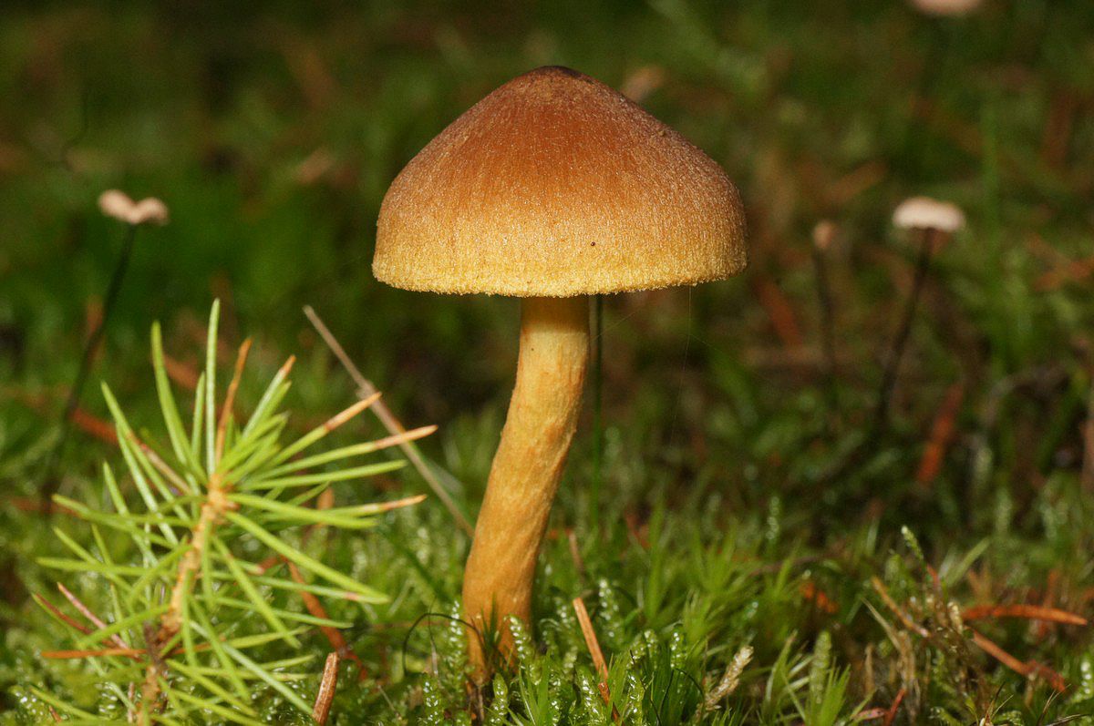 Slørhat, gulbladet makro-1 Isenbjerg JP-DSC03236