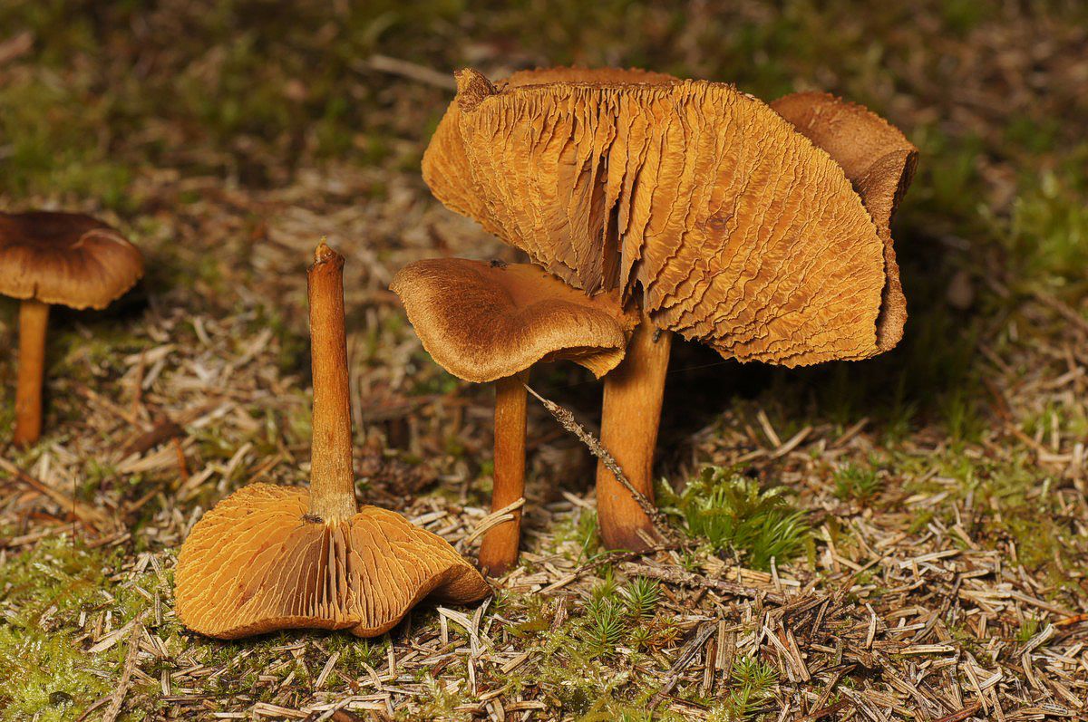 Slørhat, orangegul makro-3 Jyndevad-vest JP--DSC02733