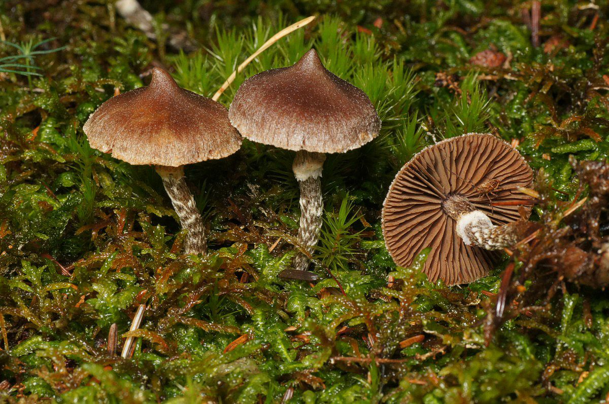 Slørhat, pelargonie makro-13 Birkebæk JP-DSC01876