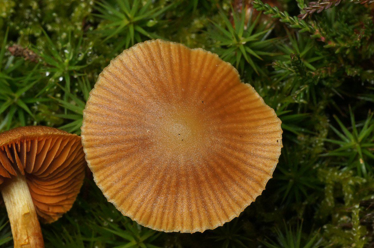 Slørhat, randstribet makro-2 Isenbjerg JP-DSC03263