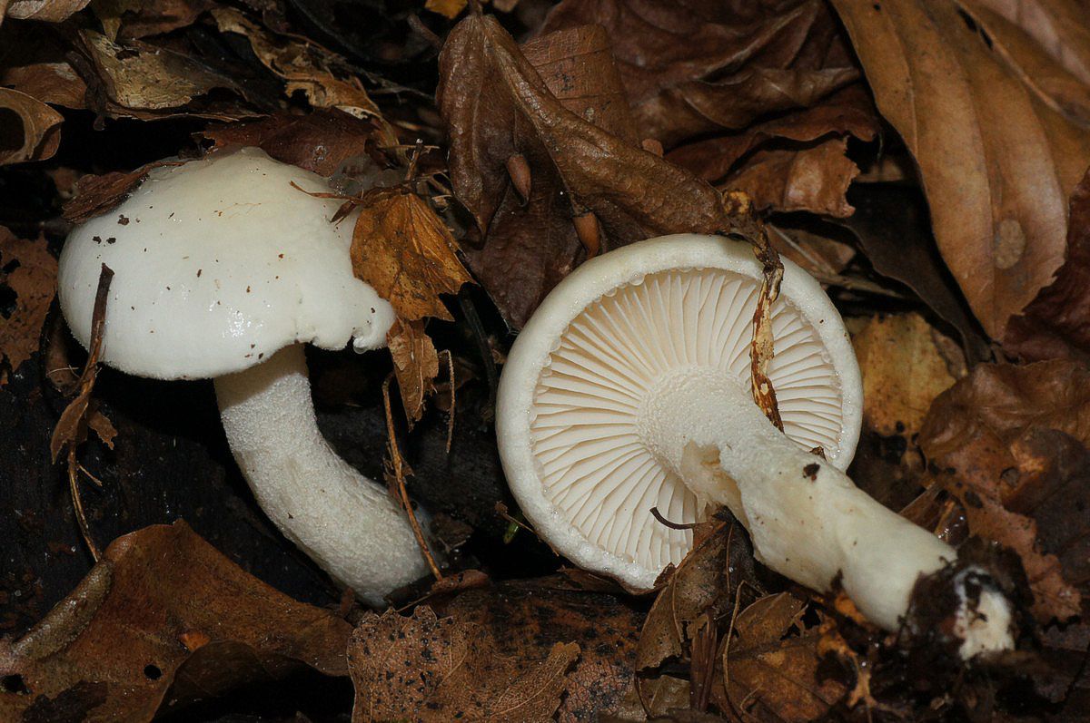 Sneglehat, elfenben makro-1 Ulbæk JP-DSC02842