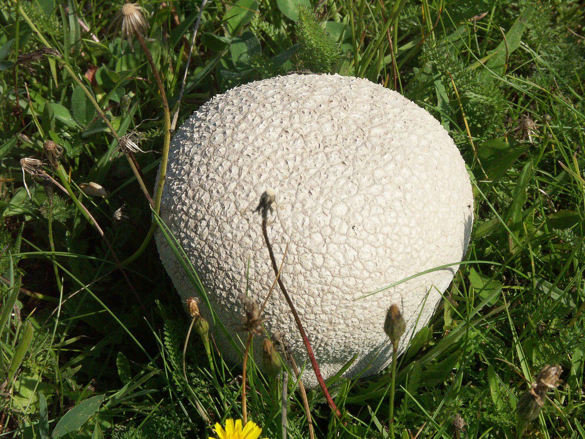 St%F8vbold,%20sk%E6llet%2010cm%20B%F8gebjerg.jpg