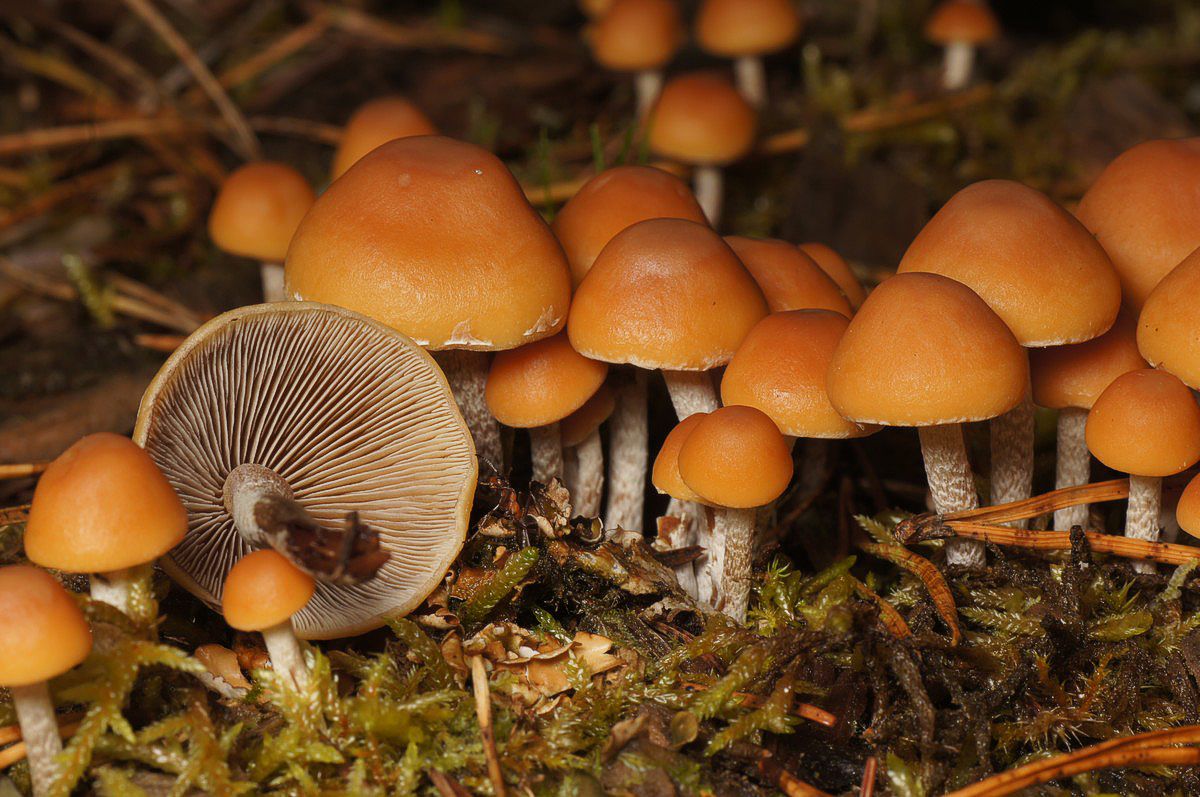 Svovlhat, enlig makro-2 Jyndevad-vest JP--DSC02744