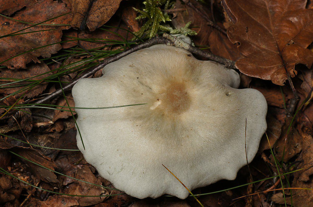 Tragthat, makro-3 Jyndevad-vest JP--DSC02714