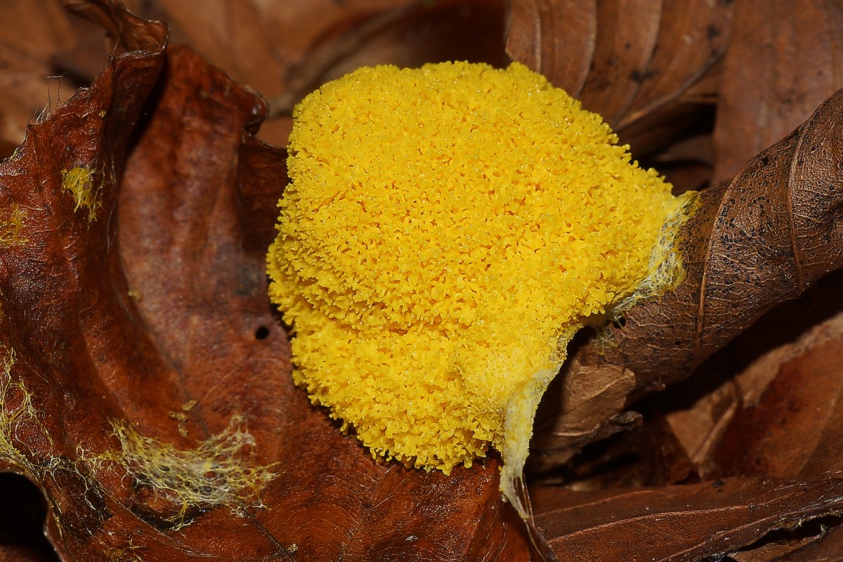 Troldsm%F8r%202cm%20ung%20p%E5%20egeblad%20makro-1%20Skarrildhus%20JP%20DSC00721%20-%20Kopi.JPG