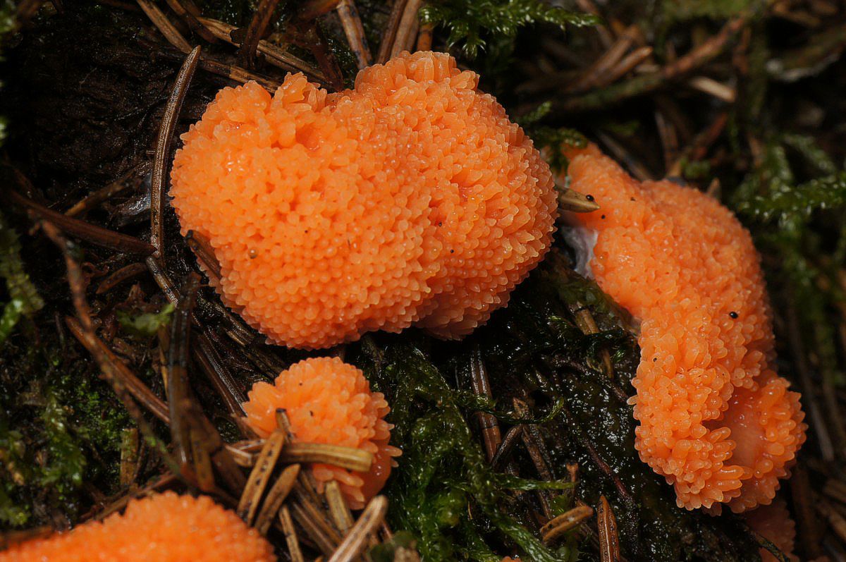 Tubifera ferruginosa makro-5 Sparekasseskoven JP-DSC01617