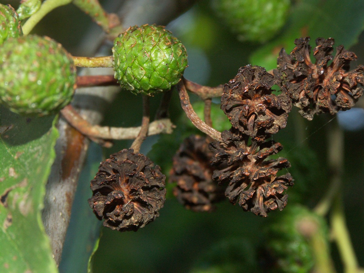 El, rød nye og gamle kogler