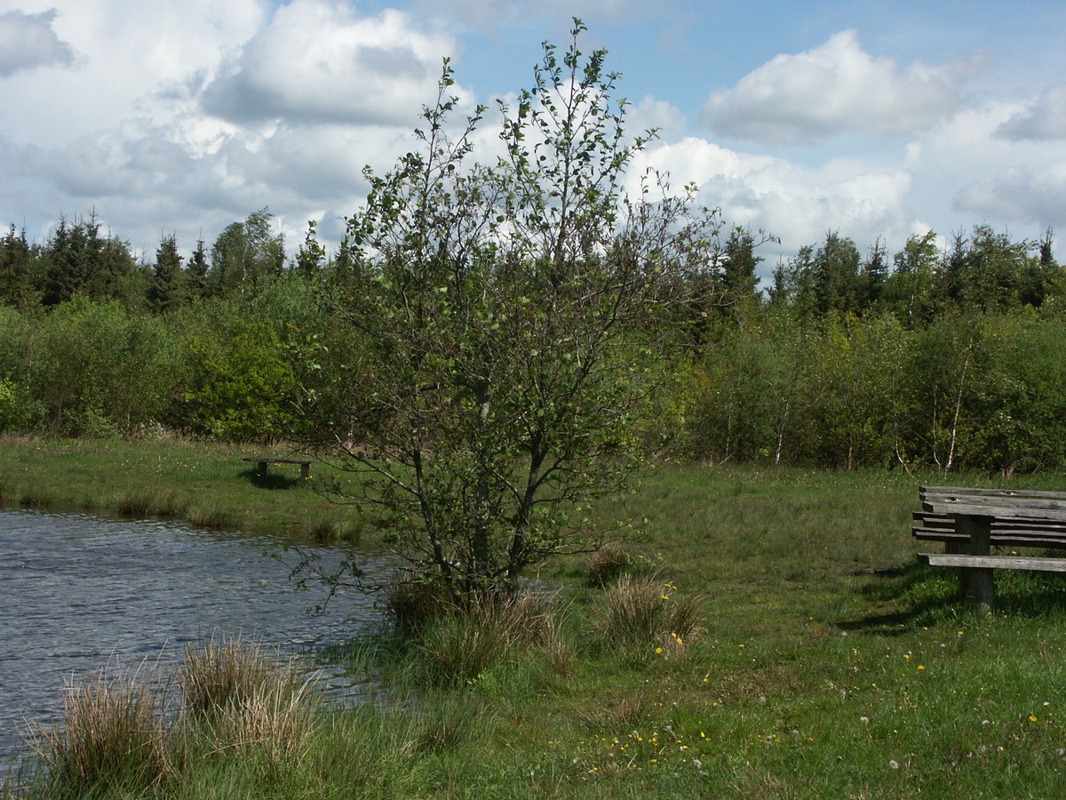 El, rød træ i forårsdragt