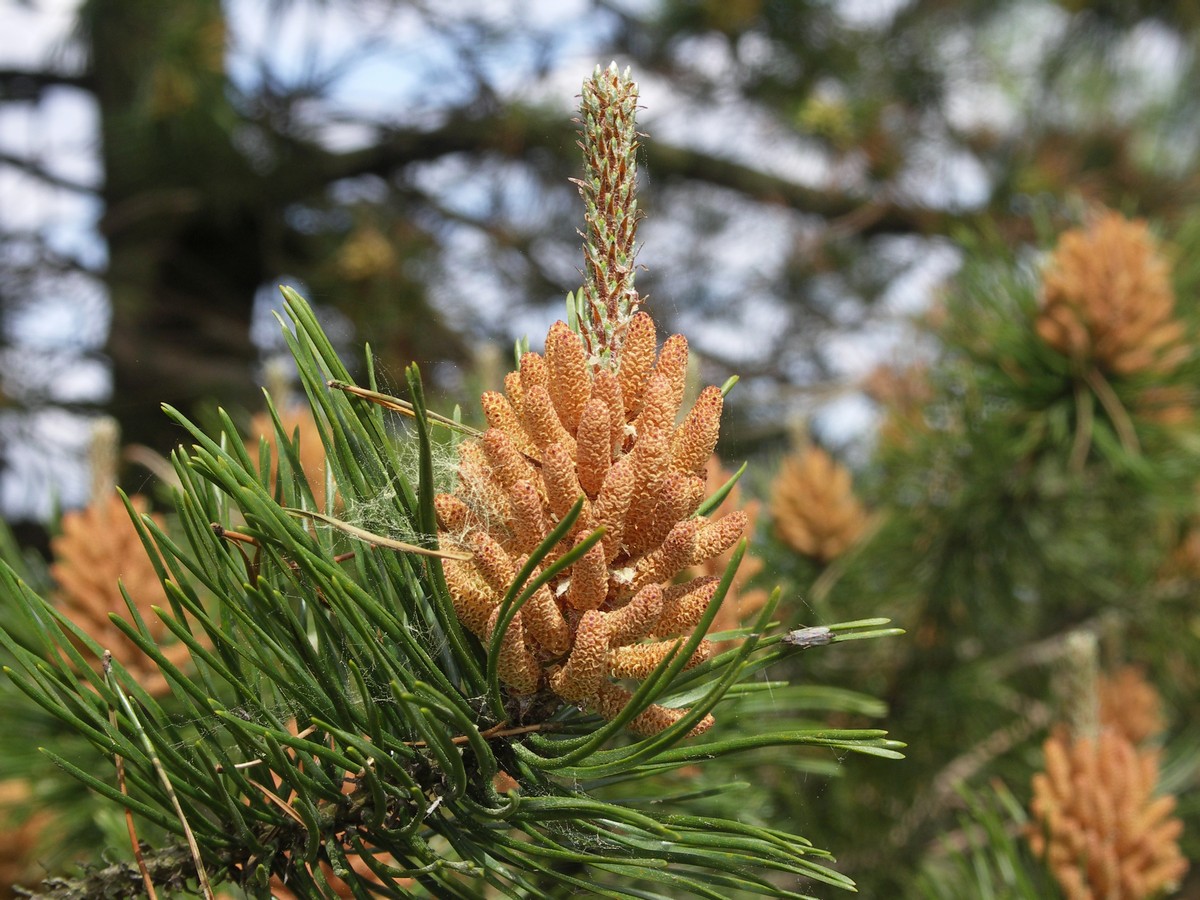 Fyr, skov Bjerget i S�by-1