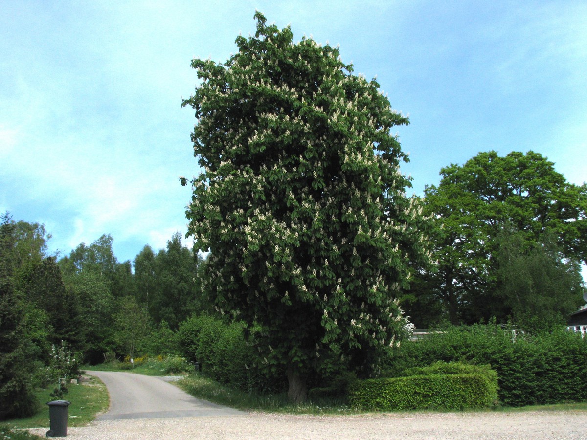 Kastanietr� i fuld flor
