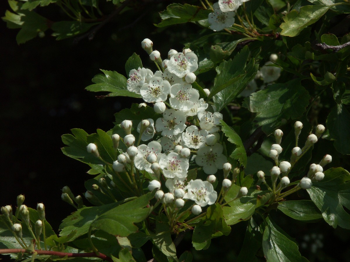 Tj�rn, hvid plante-1